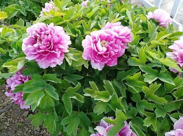 牡丹花
